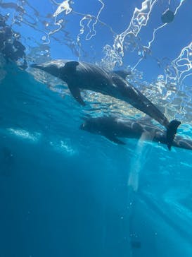 太地町立くじらの博物館に投稿された画像（2025/1/5）