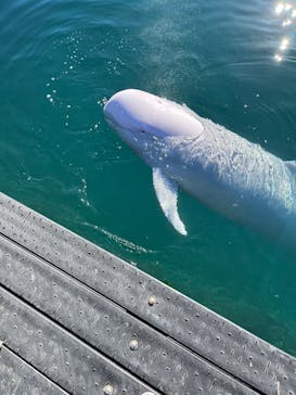 太地町立くじらの博物館に投稿された画像（2025/1/5）