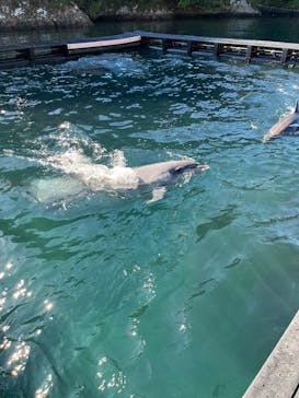 太地町立くじらの博物館に投稿された画像（2025/1/5）