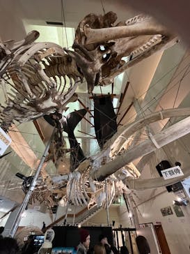 太地町立くじらの博物館に投稿された画像（2025/1/5）