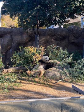 恩賜上野動物園に投稿された画像（2025/1/5）