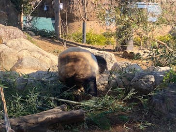 恩賜上野動物園に投稿された画像（2025/1/5）