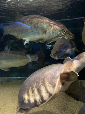 カワスイ 川崎⽔族館に投稿された画像（2025/1/5）