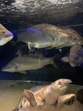 カワスイ 川崎⽔族館に投稿された画像（2025/1/5）