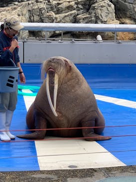大分マリーンパレス水族館 「うみたまご」に投稿された画像（2025/1/5）