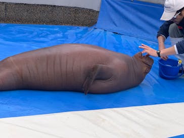 大分マリーンパレス水族館 「うみたまご」に投稿された画像（2025/1/5）