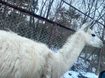 東北サファリパークに投稿された画像（2025/1/5）