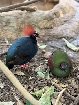 神戸どうぶつ王国に投稿された画像（2025/1/5）