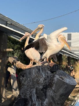 神戸どうぶつ王国に投稿された画像（2025/1/5）