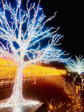 東京メガイルミに投稿された画像（2025/1/5）