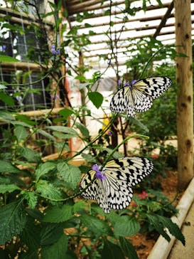 ナゴパイナップルパークに投稿された画像（2025/1/5）