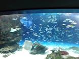 サンシャイン水族館に投稿された画像（2025/1/5）