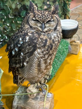 いきもの探検隊上尾に投稿された画像（2025/1/5）