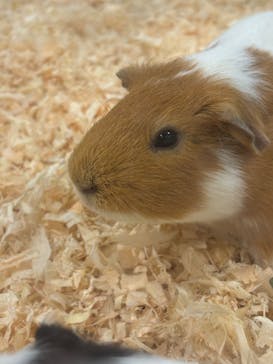 いきもの探検隊上尾に投稿された画像（2025/1/5）