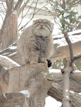 那須どうぶつ王国に投稿された画像（2025/1/5）