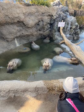 神戸どうぶつ王国に投稿された画像（2025/1/5）