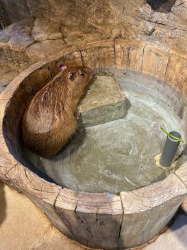 おさるランド＆アニタウン　日光さる軍団劇場に投稿された画像（2025/1/5）