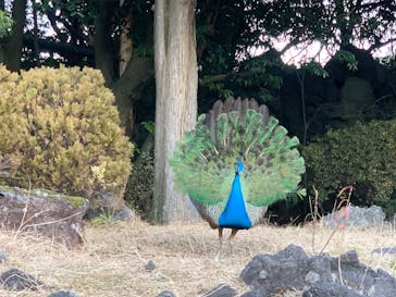 伊豆シャボテン動物公園に投稿された画像（2025/1/5）