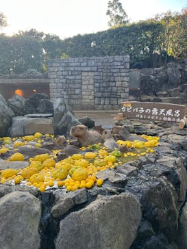 伊豆シャボテン動物公園に投稿された画像（2025/1/5）