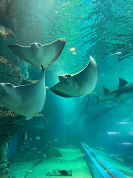 マクセル アクアパーク品川に投稿された画像（2025/1/5）