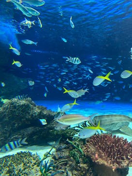 サンシャイン水族館に投稿された画像（2025/1/6）