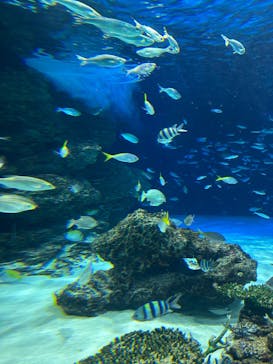 サンシャイン水族館に投稿された画像（2025/1/6）