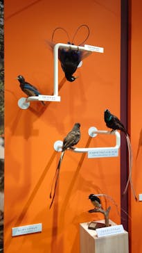 特別展「鳥 ～ゲノム解析が解き明かす新しい鳥類の系統～」国立科学博物館に投稿された画像（2025/1/6）