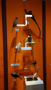 特別展「鳥 ～ゲノム解析が解き明かす新しい鳥類の系統～」国立科学博物館に投稿された画像（2025/1/6）