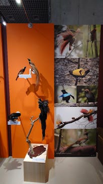 特別展「鳥 ～ゲノム解析が解き明かす新しい鳥類の系統～」国立科学博物館に投稿された画像（2025/1/6）