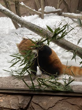 那須どうぶつ王国に投稿された画像（2025/1/6）