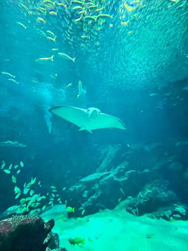 マリンワールド海の中道に投稿された画像（2025/1/6）