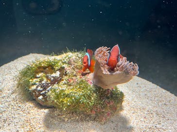 マリンワールド海の中道に投稿された画像（2025/1/6）