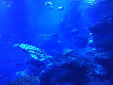 京都水族館に投稿された画像（2025/1/6）