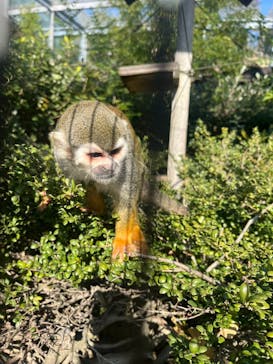 淡路ファームパーク イングランドの丘に投稿された画像（2025/1/6）