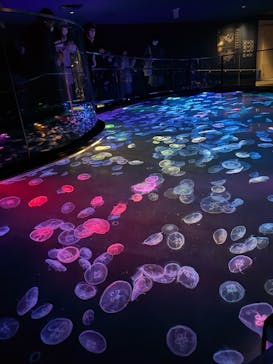 すみだ水族館に投稿された画像（2025/1/6）