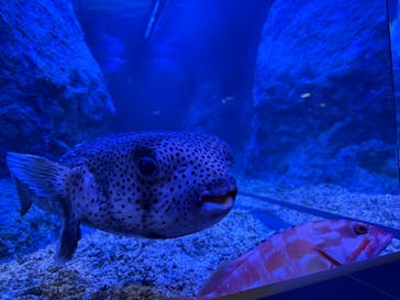 すみだ水族館に投稿された画像（2025/1/6）