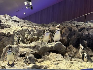 すみだ水族館に投稿された画像（2025/1/6）