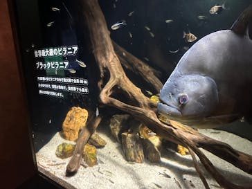 カワスイ 川崎⽔族館に投稿された画像（2025/1/6）