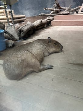 カワスイ 川崎⽔族館に投稿された画像（2025/1/6）