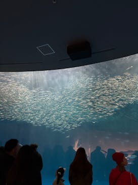 名古屋港水族館に投稿された画像（2025/1/6）