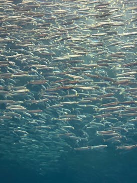 名古屋港水族館に投稿された画像（2025/1/6）