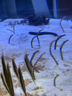 名古屋港水族館に投稿された画像（2025/1/6）