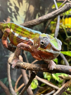 天王寺動物園に投稿された画像（2025/1/6）