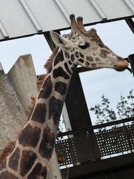 霞ケ浦 どうぶつとみんなのいえに投稿された画像（2025/1/6）