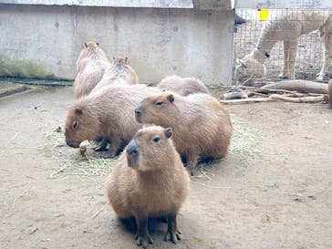 霞ケ浦 どうぶつとみんなのいえに投稿された画像（2025/1/6）