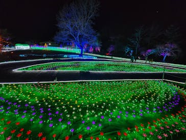 つま恋イルミネーションに投稿された画像（2025/1/6）