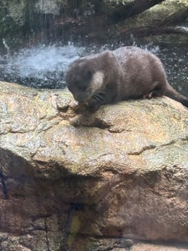 世界淡水魚園水族館　アクア・トトぎふに投稿された画像（2025/1/6）