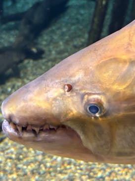 世界淡水魚園水族館　アクア・トトぎふに投稿された画像（2025/1/6）