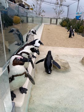 マリンワールド海の中道に投稿された画像（2025/1/6）