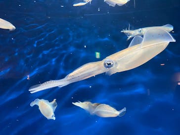 マリンワールド海の中道に投稿された画像（2025/1/6）